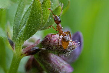 Ameise extrem Makrofotografie