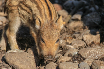 Frischling junges Wildschwein