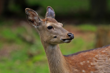 Damwildkuh aufmerksam schauend Nahaufnahme