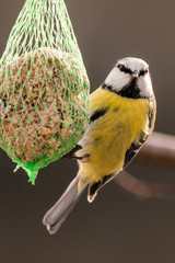 Blue tit at the birdhaus in winter