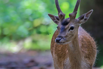 junges männliches Damwild