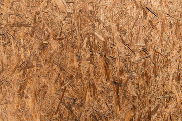 OSB wooden panel made of pressed wooden shavings. Captured on sunny day. Strong texture. Large image with high resolution.