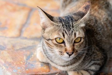 Portrait of brown-eyed cat