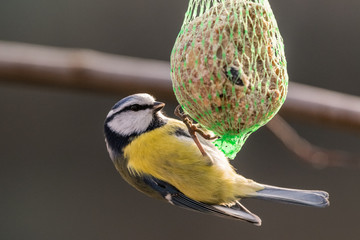 Blue tit at the birdhaus in winter