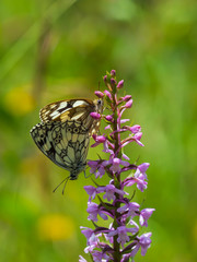 Marbled White Butterflies ( Melanargia galathea ) mating on Common fragrant-orchid (Gymnadenia conopsea)