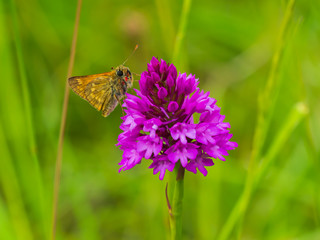 Large Skipper (Ochlodes venata) resting on a Pyramidal orchid
