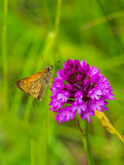 Large Skipper (Ochlodes venata) resting on a Pyramidal orchid
