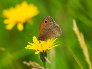 Meadow brown (Maniola jurtina) butterfly on a Dandelion