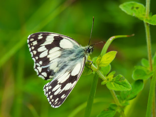 Marbled White Butterfly ( Melanargia galathea ) on a plant