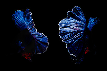 betta fish, fighting fish in movement isolated on black background.