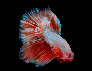 betta fish, fighting fish in movement isolated on black background.