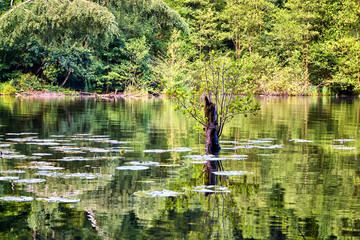 Fototapeta na wymiar Water lilies in the forest lake. Idyllic green picture.