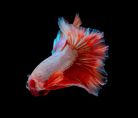 betta fish, fighting fish in movement isolated on black background.