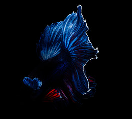betta fish, fighting fish in movement isolated on black background.