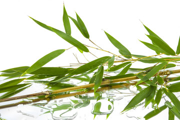 branches and green and fresh leaves of bamboo reflected on mirror and water with white background