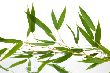 branches and green and fresh leaves of bamboo reflected on mirror and water with white background