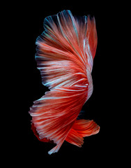 betta fish, fighting fish in movement isolated on black background.