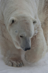 Obraz na płótnie Canvas A polar bear on a snow is a powerful northern animal.