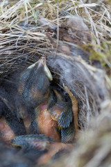 little birds in a bird nest