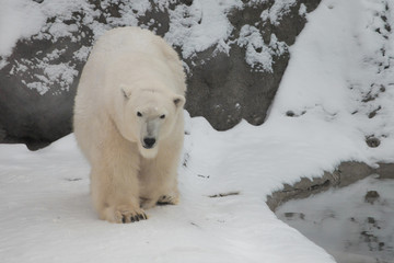A polar bear on a snow is a powerful northern animal.