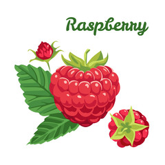 Vector raspberry with green leaves isolated on white background. Illustration of  ripe berry in flat style.