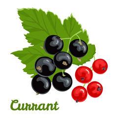 Vector currant isolated on white background in a flat style. Illustration of fresh berries with a green leaf. Red and black currants.