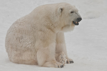 Fototapeta na wymiar A polar bear on a snow is a powerful northern animal.