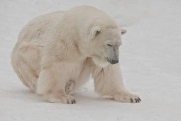 A polar bear on a snow is a powerful northern animal.