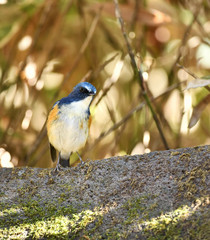 地面のルリビタキ