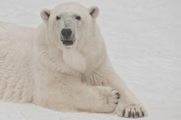Fototapeta premium A polar bear on a snow is a powerful northern animal.