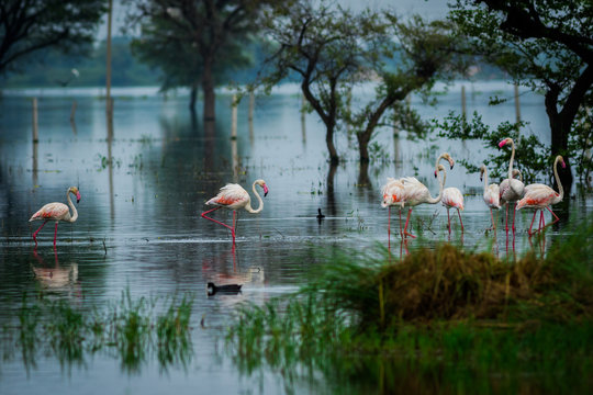 Greater flamingo flock in natural habitat. A nature paining created by these flamingos at keoladeo national park, bharatpur, india