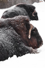 Powerful hairy musk oxen under heavy snowfall
