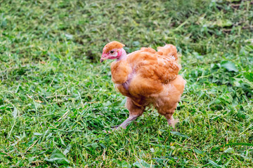 Brown chicken  of breed naked neckin a farm garden_