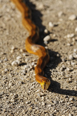 Eastern (Yellow) Rat Snake in Big Cypress National Preserve, Florida