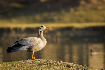 Bar-headed goose at tal chappar blackbuck sanctuary, India