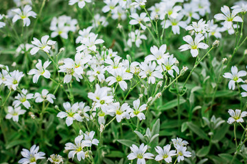 Obraz na płótnie Canvas White flowers of gypsophila, which spread on the ground magnificent carpet. A background of white flowers of gipsolia_