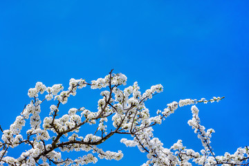 Blossom of Cherry. White cherry blossoms on a blue sky background. Preparation for design. Copy space_