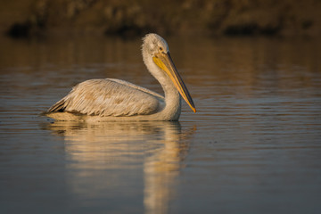 Dalmatian pelican swimming in lake water and catching fishes at Keoladeo National Park, India