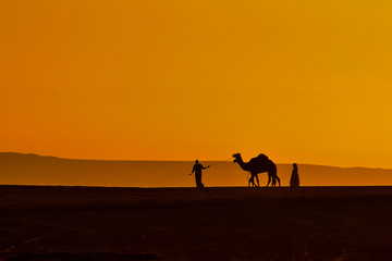 Fototapeta na wymiar silhouette of camel in desert