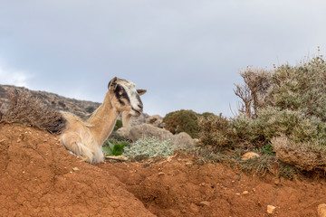 Goat on the rock  near the sea in Crete Greece