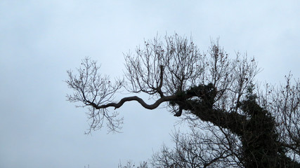 Silhouette of tree on cloudy Danish winters afternoon