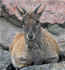 Young markhor. Latin name - Capra falconeri