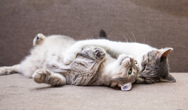 Two Cats Playing On The Couch