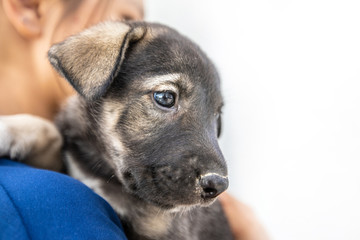 Small puppy in summer. Outdoors