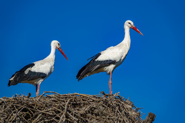 Storks on top of nest against blue sky