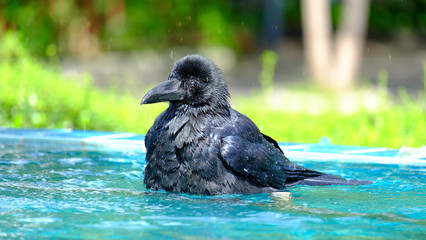 Black raven standing in a water well and taking a bath with blue color and green nature background