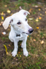 White smiling dog on red leaves background