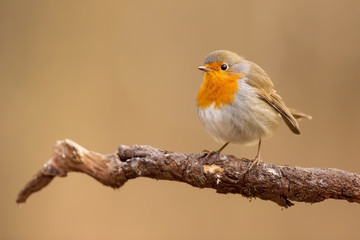 pettirosso si gonfia per difendersi da fredo