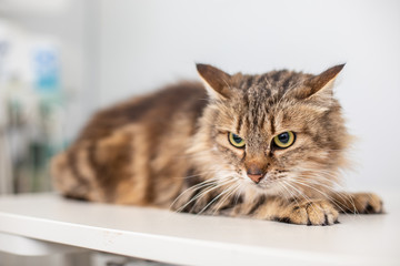Striped cat on white background