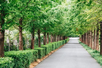 Green tree lined road